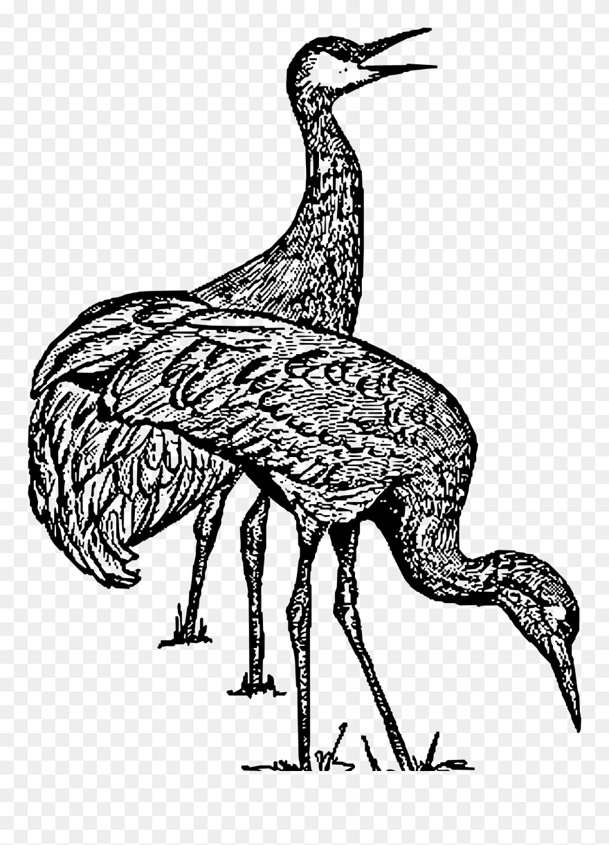 Clipart Sandhill Cranes , Png Download - Sandhill Crane Clipart Transparent Png