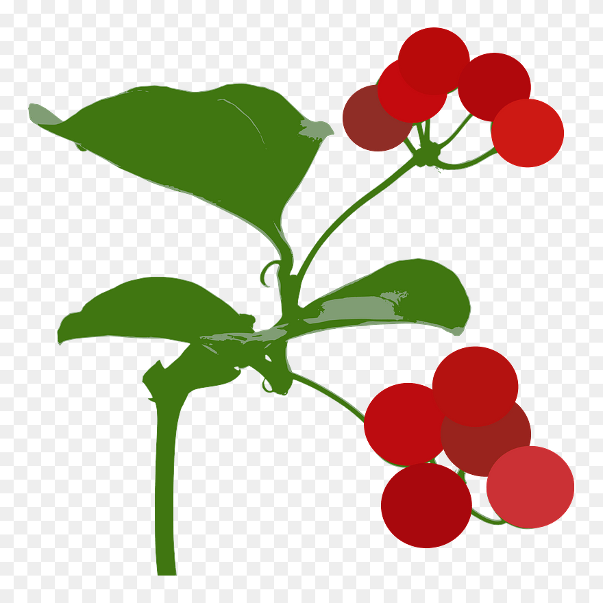 Smilax China Clipart - Smilax Clipart - Png Download