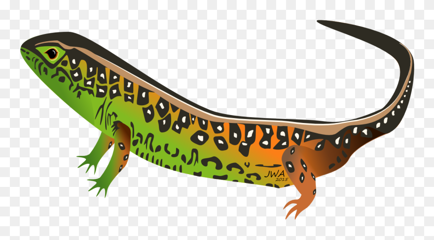 Lizard Clipart Female Cartoon - Lizard - Png Download