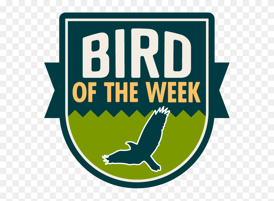 Transparent Western Meadowlark Clipart - Five50 Pizza Bar - Png Download