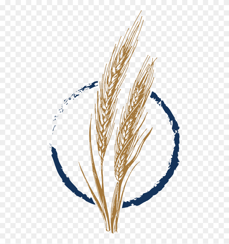 Wild Yeast Bakery Wheat Icon - Illustration Clipart