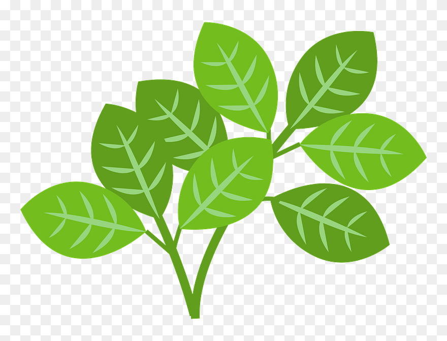 Tossa Jute Vegetable Clipart - Illustration - Png Download