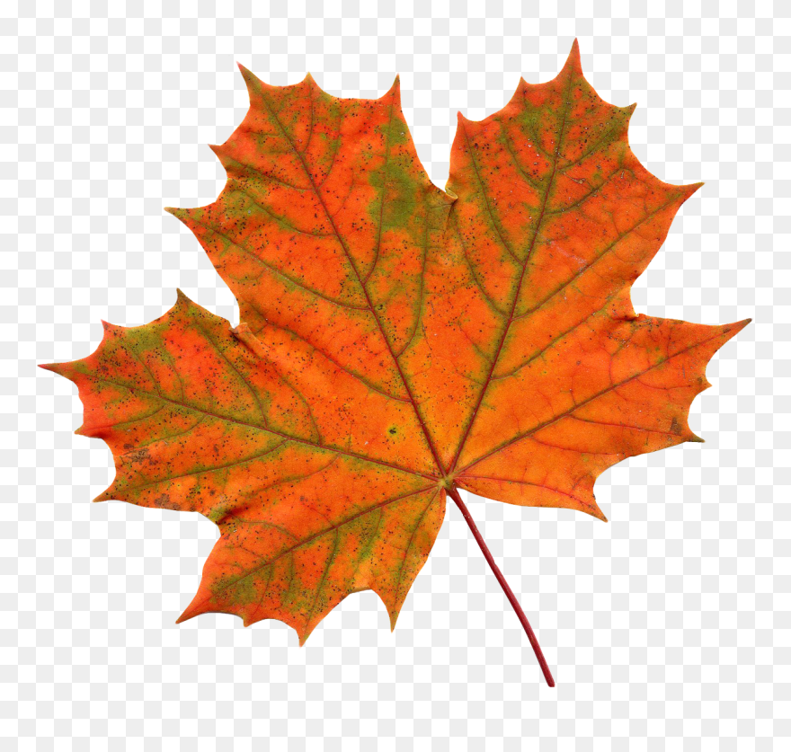 Transparent Background Maple Leaf Png Clipart