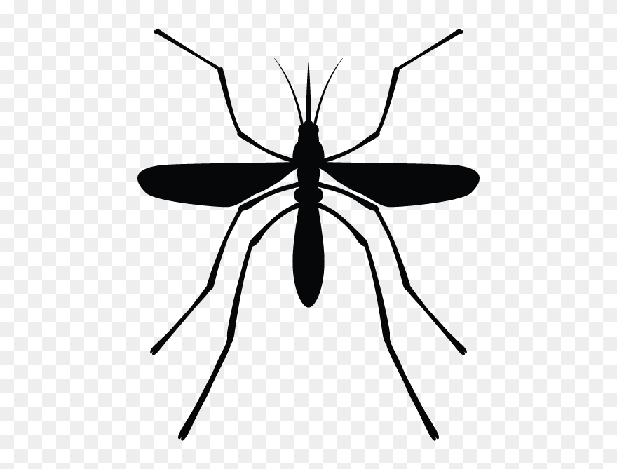 Mosquito Clipart Mosquito Control - Mosquito - Png Download