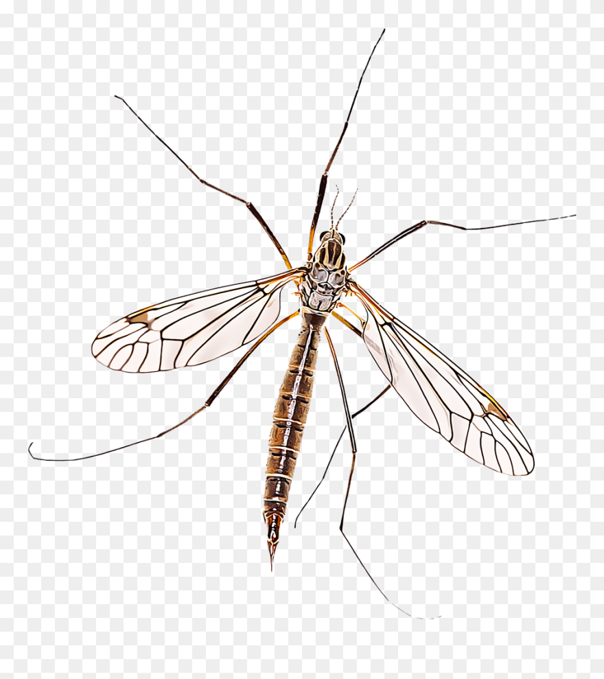 Collection Of Free Mosquito Drawing Graffiti Download - Crane Fly Clipart