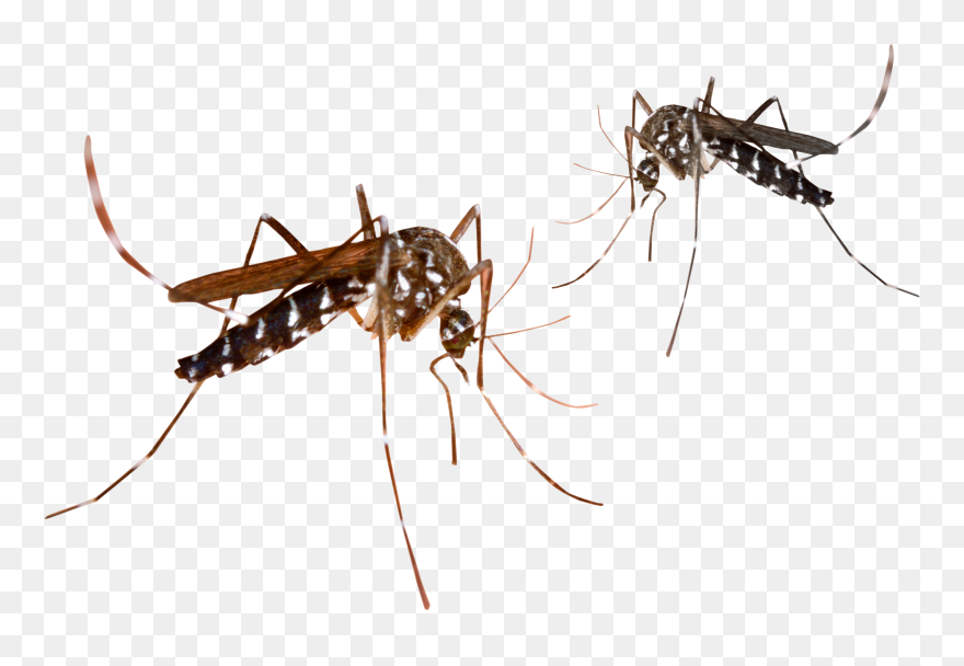 Transparent Mosquito Clipart - Mosquito Png Transparent Background
