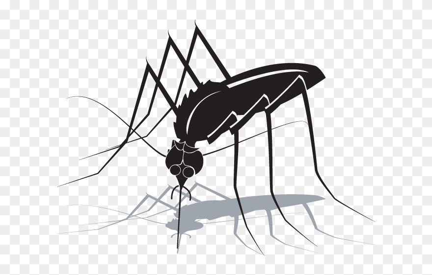 Mosquito Clipart