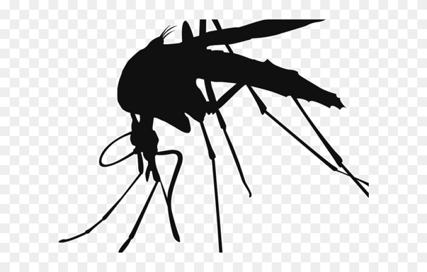 Mosquito Png Transparent Images - Yellow Fever Clipart