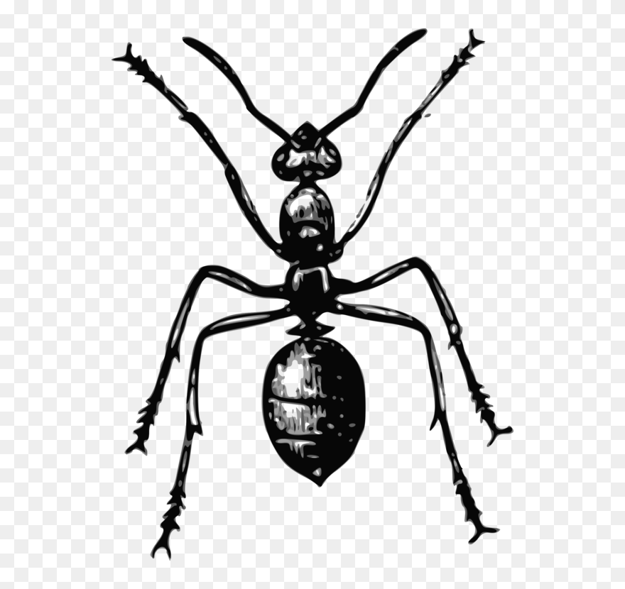 Fly,monochrome Photography,artwork - Fourmis Dessin Clipart