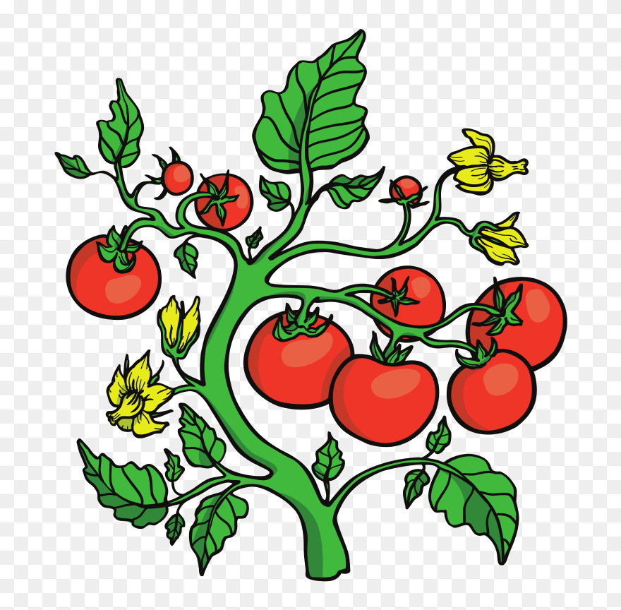 Vector Graphics , Png Download - Tomatoes On Vines Clip Art Transparent Png
