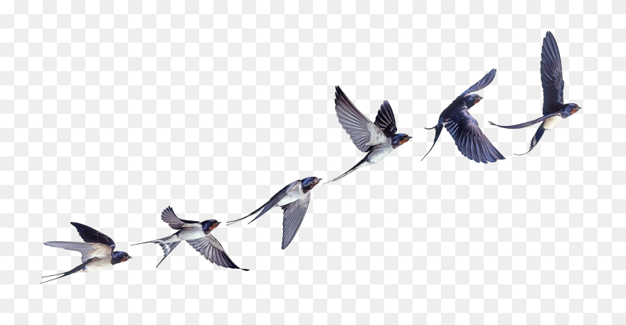 Flight Flock Of Birds Swallow Bird Barn Clipart - Swallows Png Transparent Png
