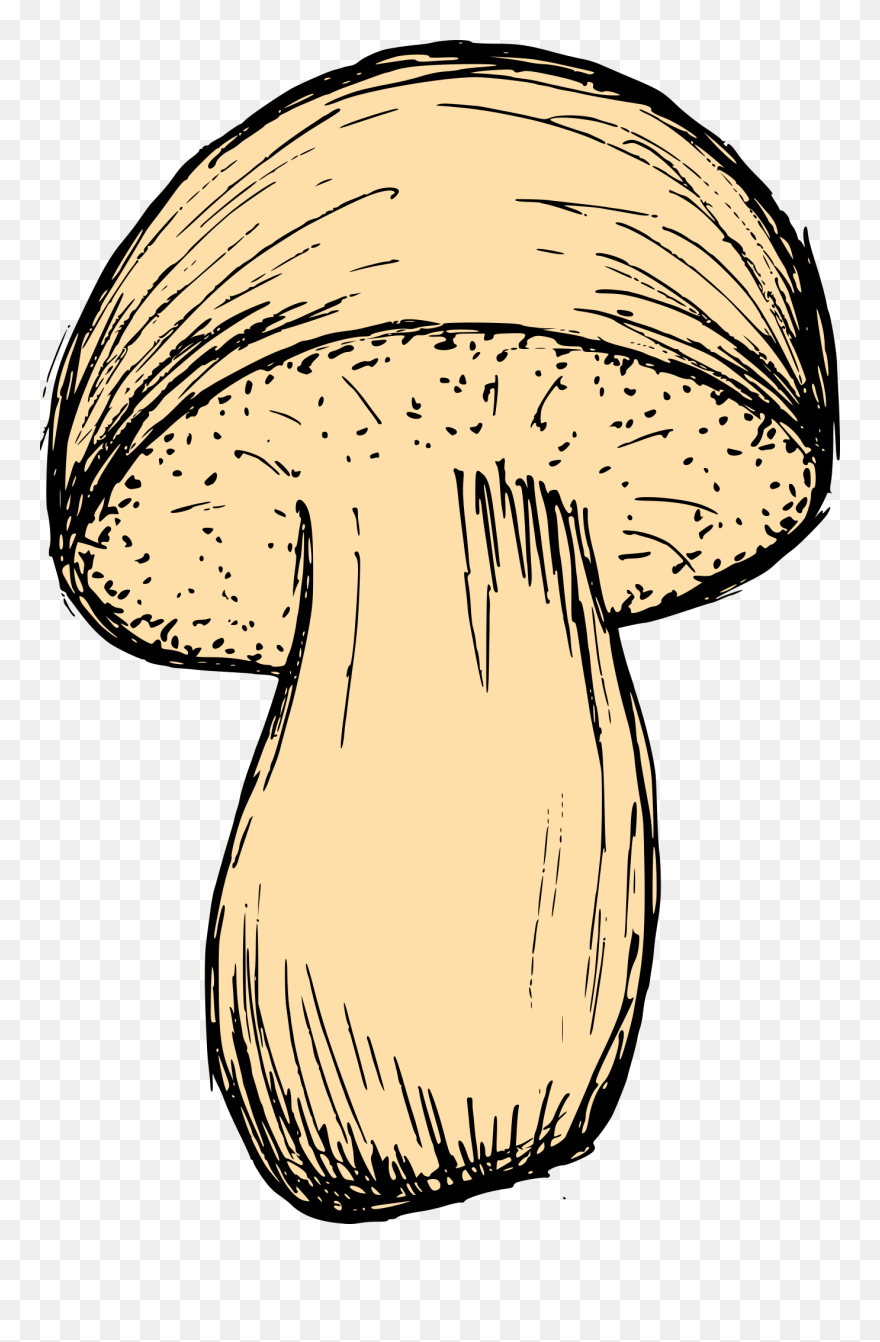 Mushroom Drawing 3 - Mushroom Png Drawing Vector Clipart