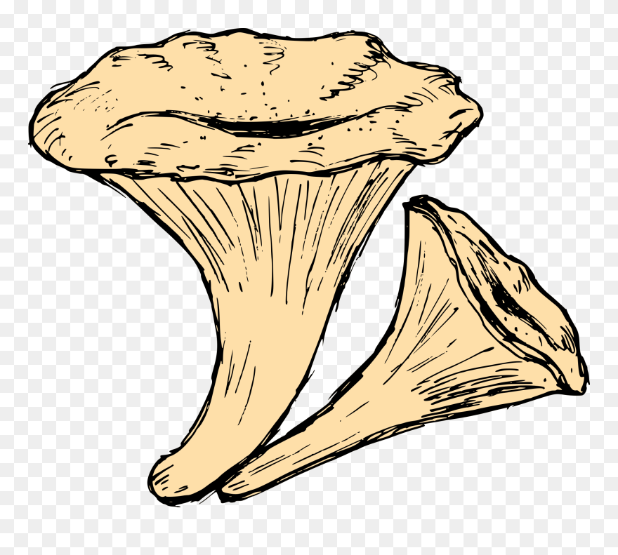 Mushroom Drawing 4 - Illustration Clipart