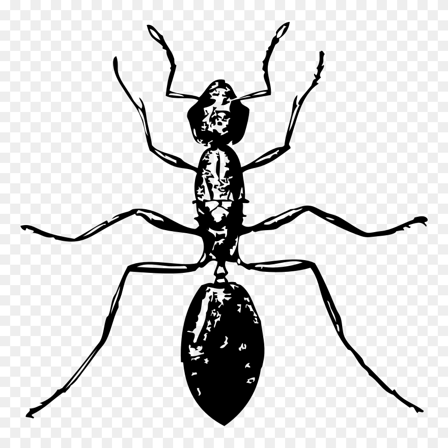 Clipart - Ant - Ant Clip Art - Png Download