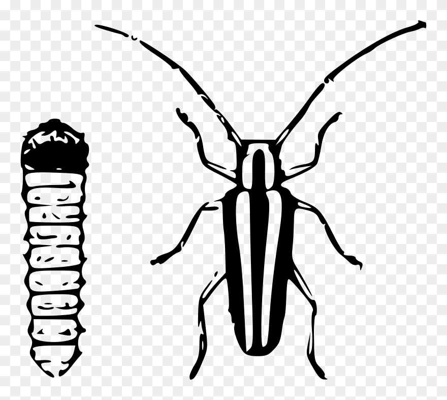 Borer Clipart - Png Download