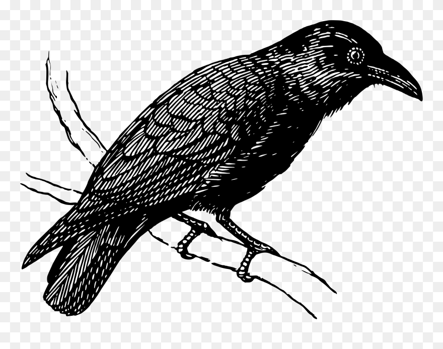 Raven Clipart Black And White - Transparent Background Crow Drawing Png