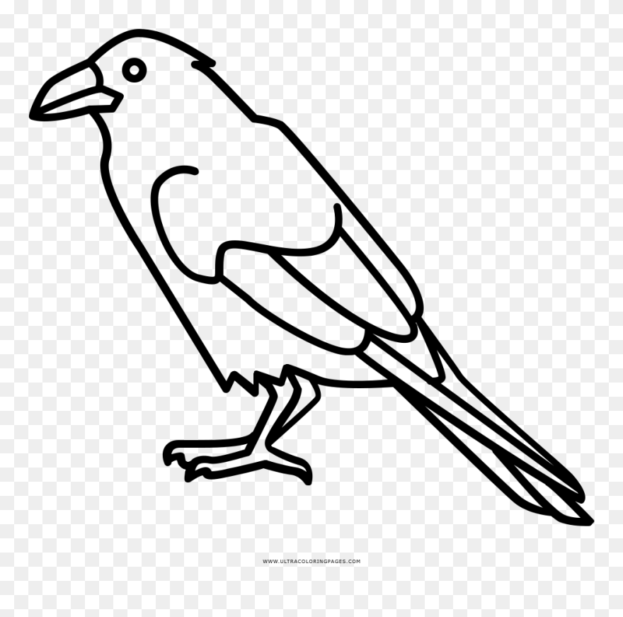 Raven Coloring Page - تلوين غراب Clipart