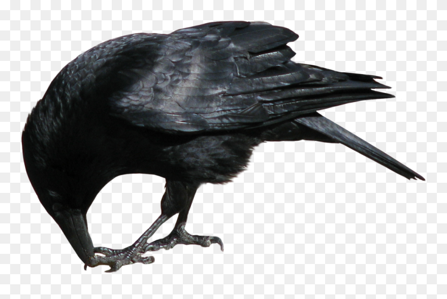 Raven Isolated Stock Photo - Crows Eating Png Clipart