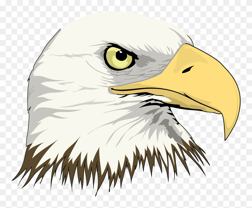 Bald Eagle Drawing Clip Art - Eagle Head - Png Download