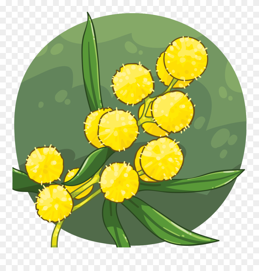 Wattle Tree Flower Gold And Green Clipart