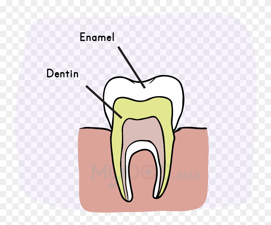 Enamel And Dentin Clipart