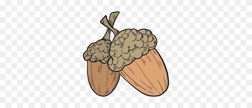 Acorns Clipart - Png Download