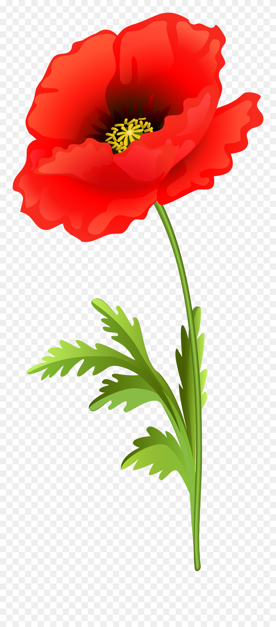 Poppy Flower Png Clip Art Image - Clip Art Poppy Transparent Png