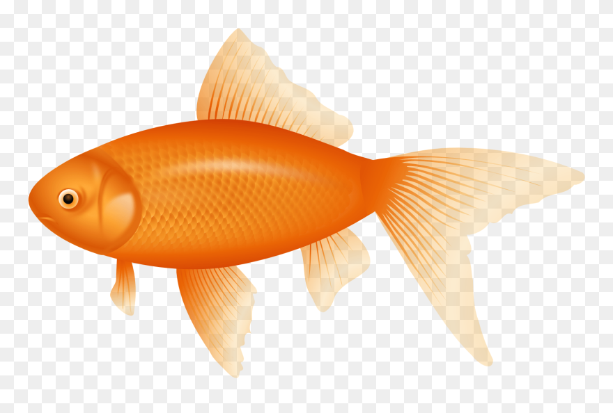 Orange Fish Clipart - Png Download