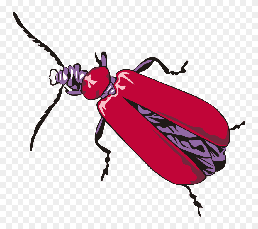 Cardinal Beetle - Insects Drawing Png Clipart