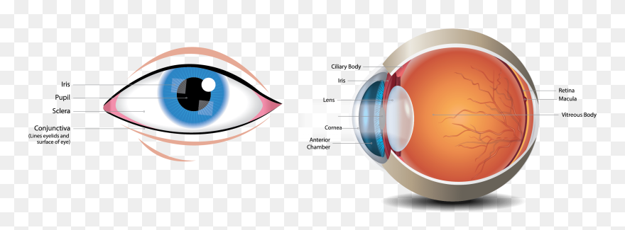 Parts Of An Eye Clipart