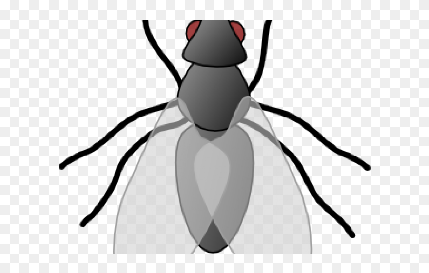 Soccer Player Cliparts Free - Fly Insect Clipart - Png Download