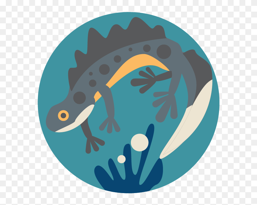 Great Crested Newt - Illustration Clipart