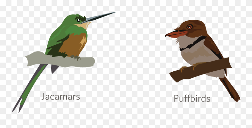 Newt Clipart - Png Download