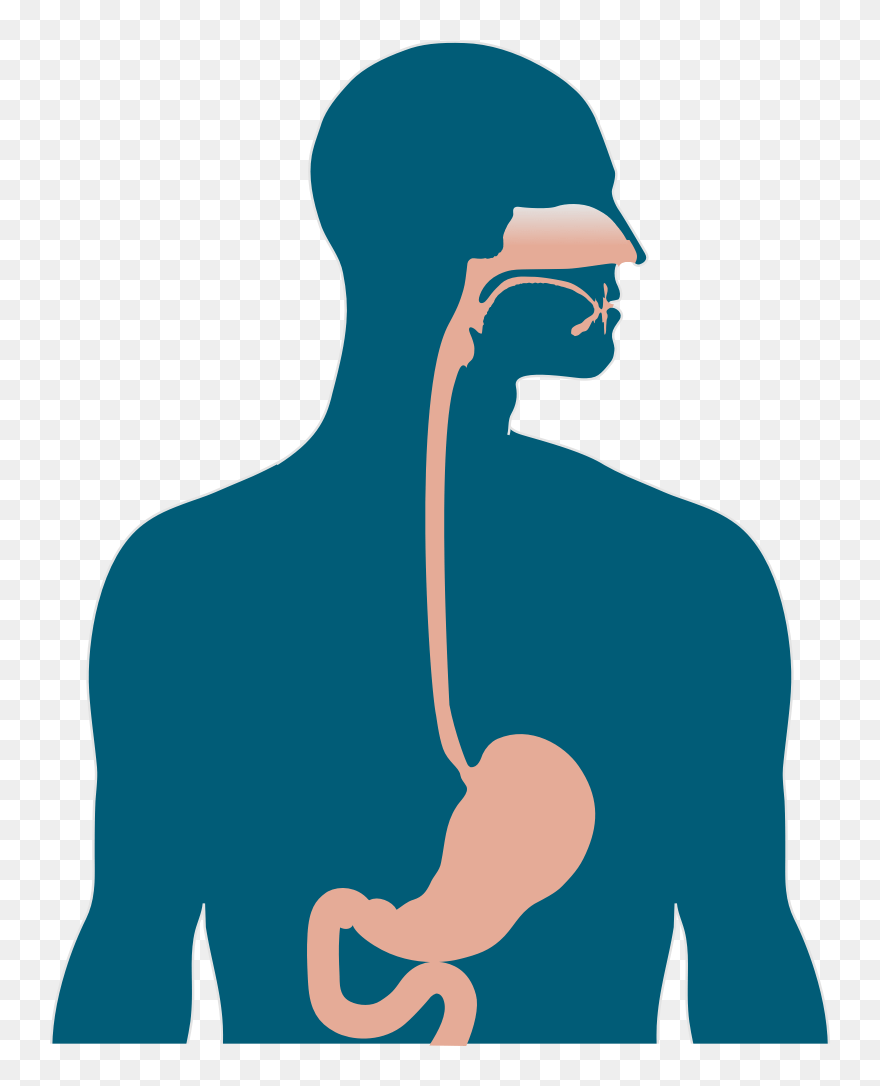 Oesopghagus Stomach - Illustration Clipart