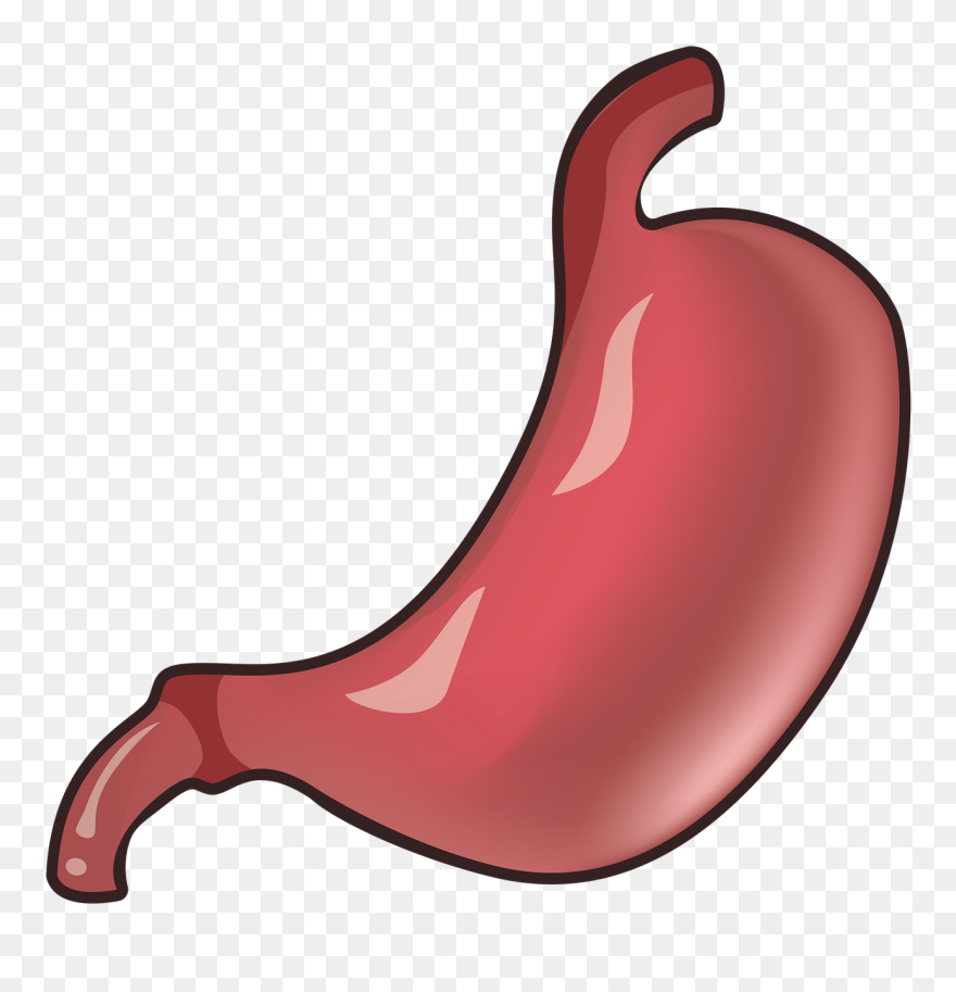 Желудок Пнг Clipart