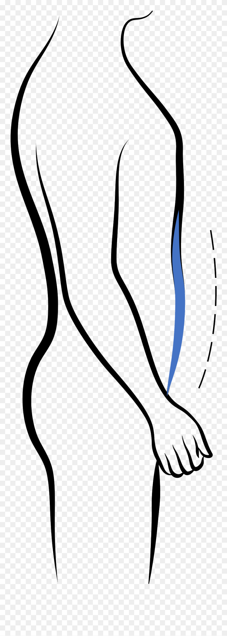 Clip Art - Png Download