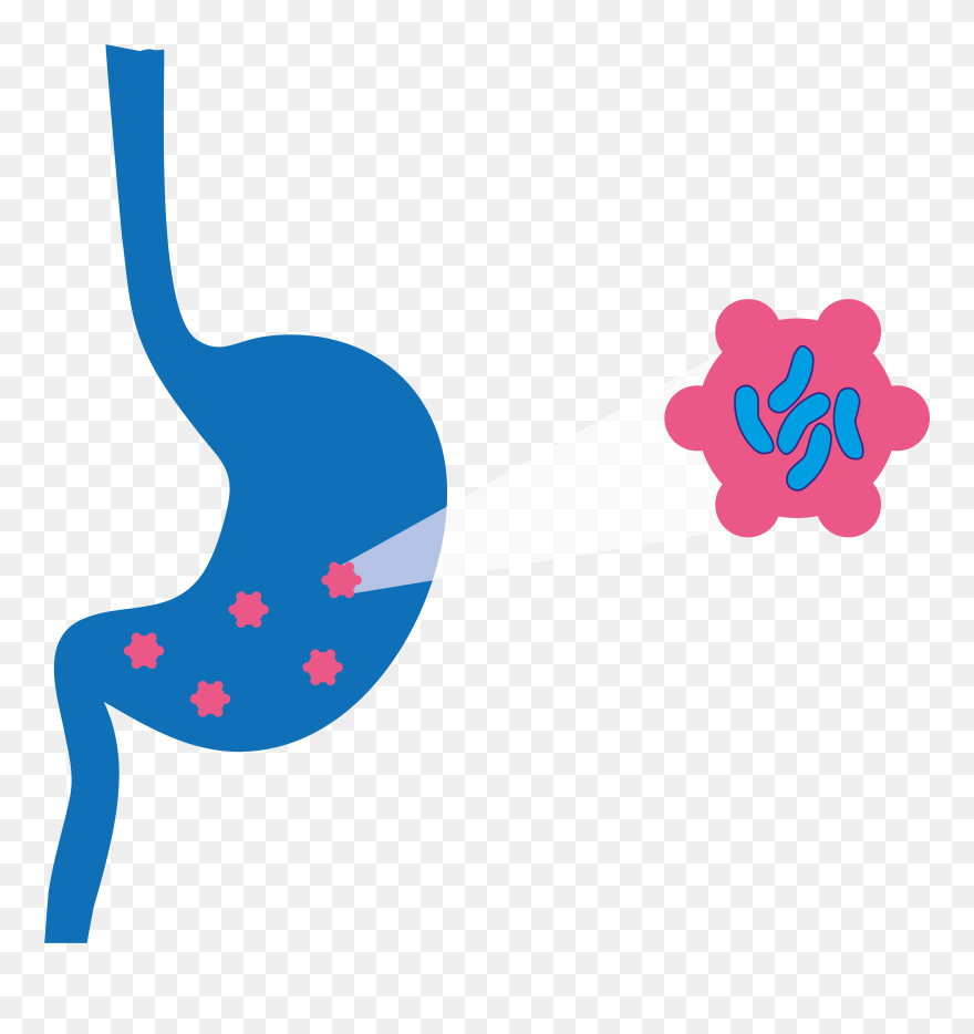 Stomach Clip Art - Png Download