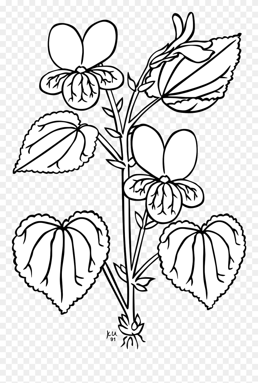 Parts Of Plants Outline Clipart
