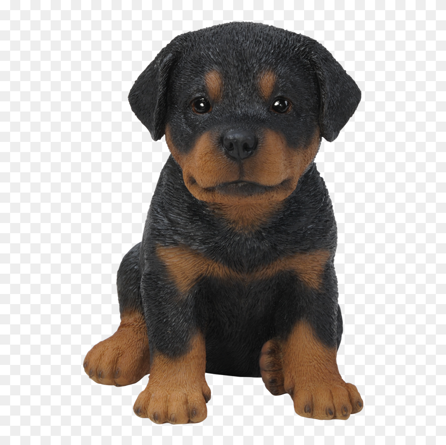 Rottweiler Clipart Transparent - Rottweiler Puppy Transparent - Png Download