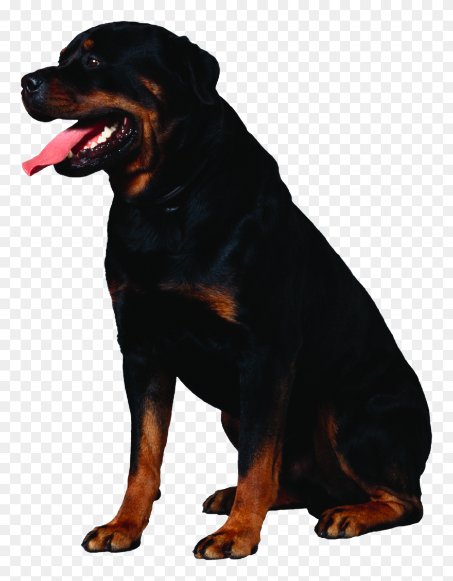 Dog Png, Download Png Image With Transparent Background, - Rottweiler Transparent Background Clipart