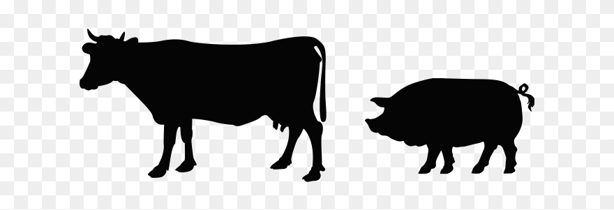 Domestic Pig Clipart