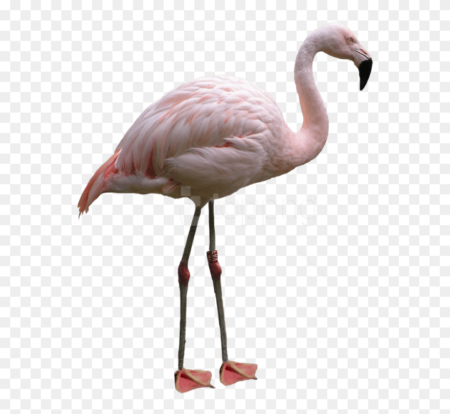 Transparent Flamengo Png - White Flamingo Transparent Background Clipart