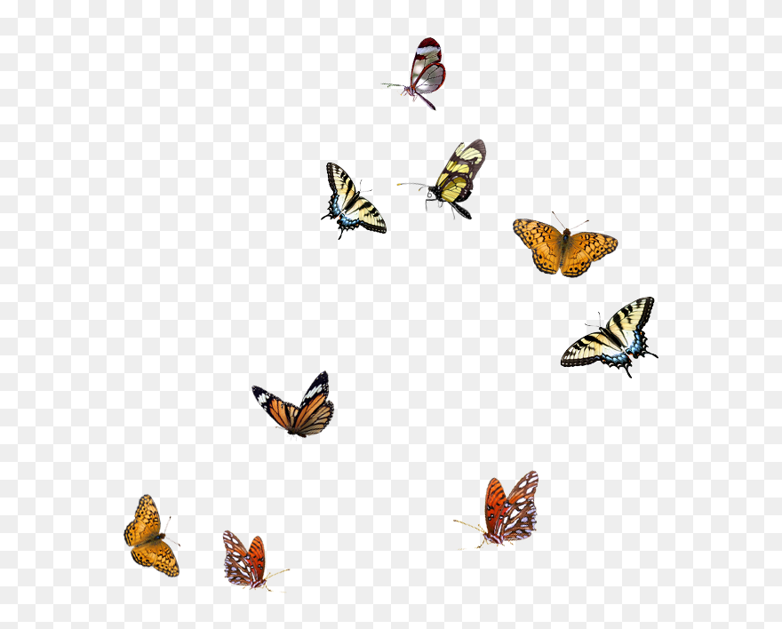 Butterfly Clip Art - Flying Blue Butterfly Transparent Background - Png Download