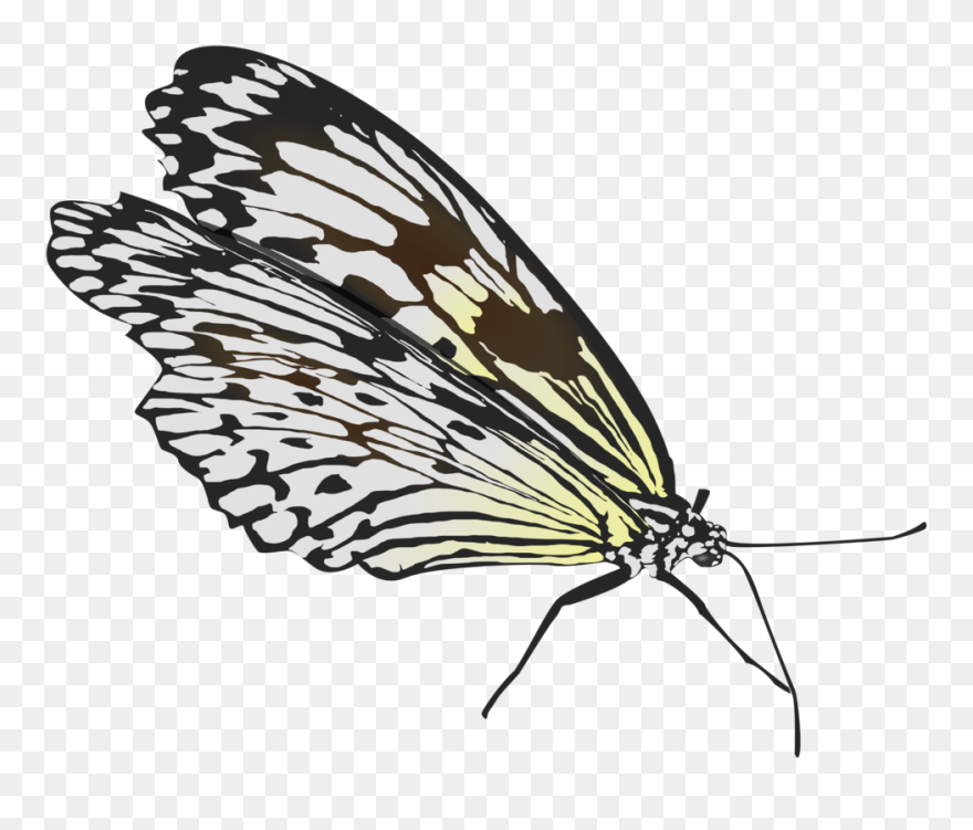 Public Domain Clip Art - Bug Wings - Png Download