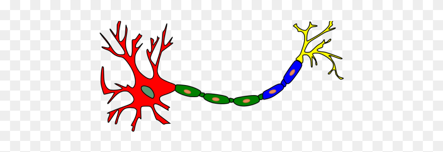 Neuron-colored Png Images - Neuron Clip Art Transparent Png