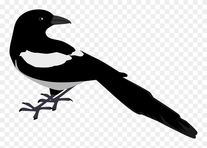 Magpie Clip Art - Png Download