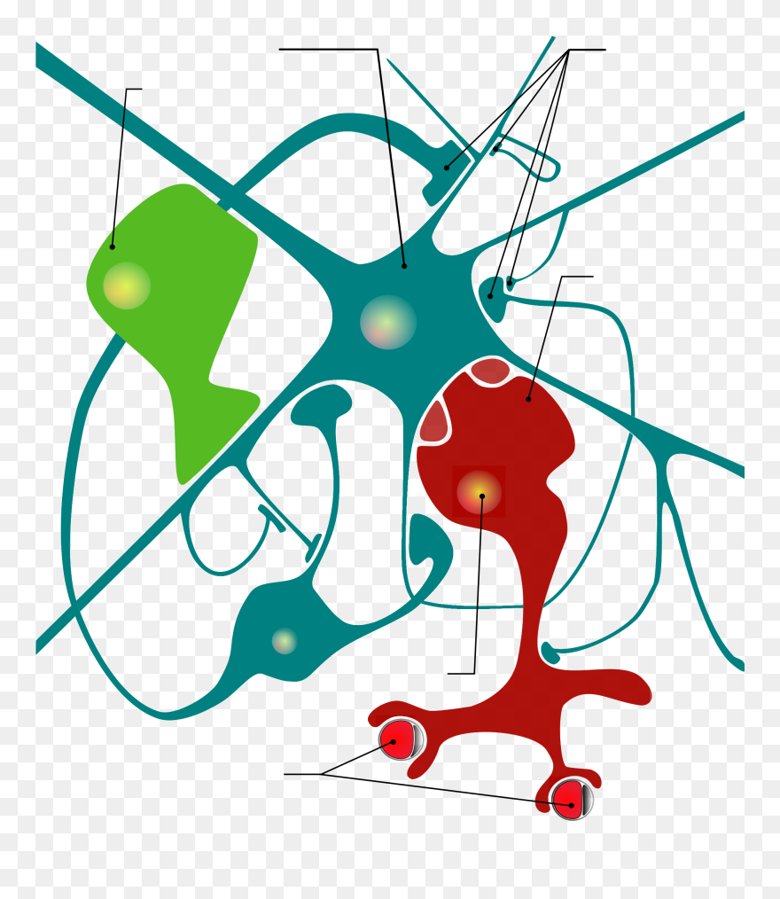 Glial Cell Diagram Clipart