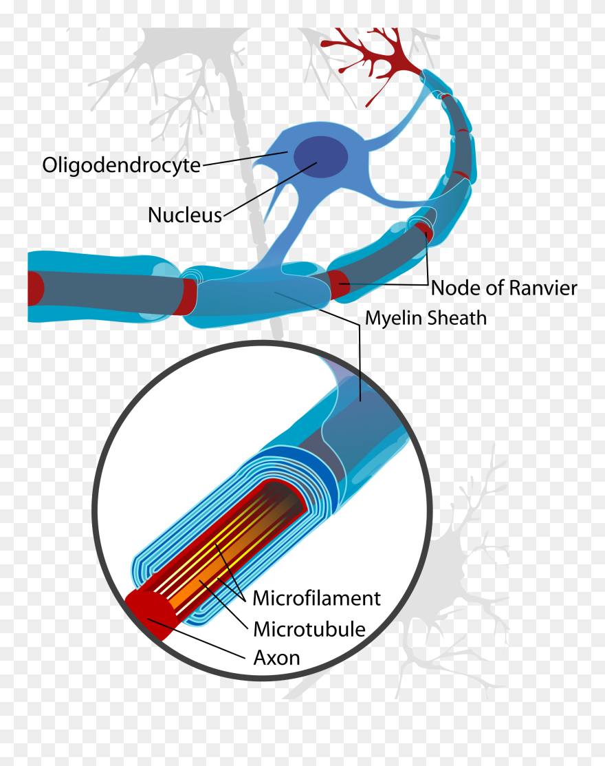 Node Of Ranvier Neuron Clipart