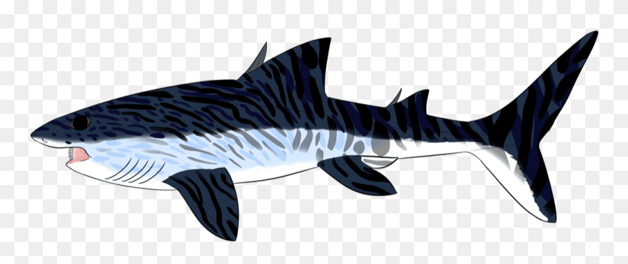Picture - Sharks Clipart