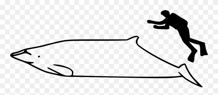 Whale Size Clipart